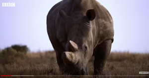 How does a blind girl go on safari in Kenya? - BBC News